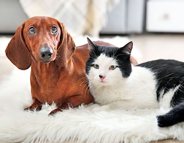 Ne Zaman Kısırlaştırılmalı?