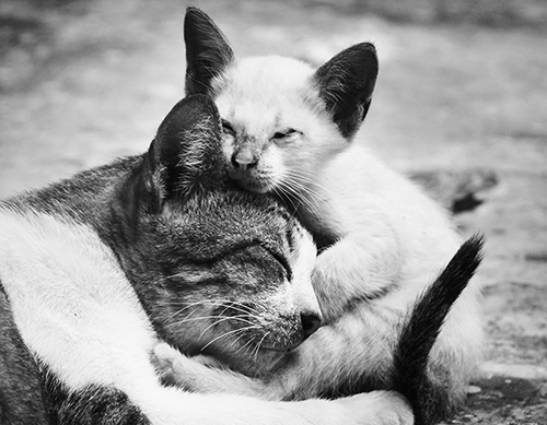 Sokak Hayvanları İçin Neler Yapabilirsiniz ?